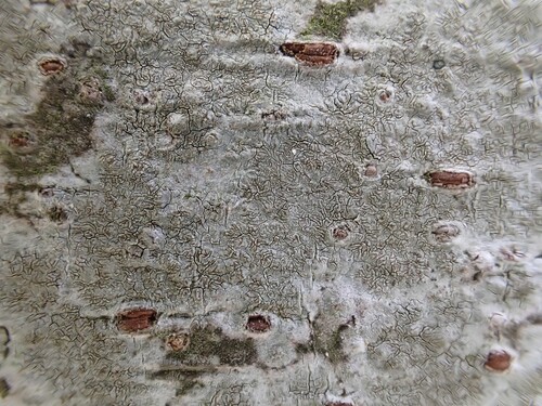 Opegrapha anguinella