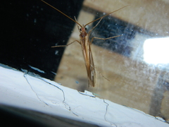 Limnephilus ornatus