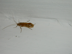 Limnephilus ornatus