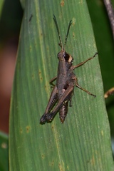 Cingalia dubia