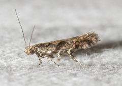 Aristotelia rubidella