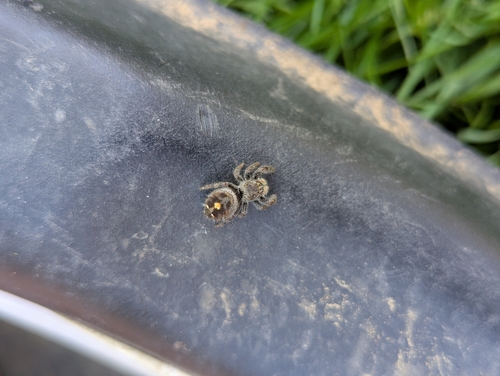 Bold Jumping Spider photographed in Montana