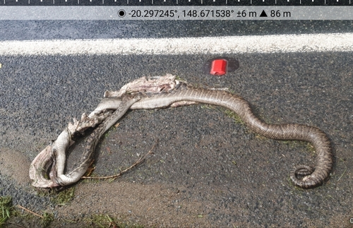 Australian Scrub Python sighting