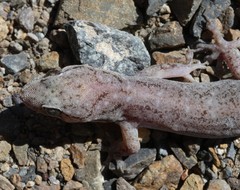 Gehyra dubia
