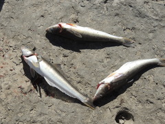 Eleginops maclovinus