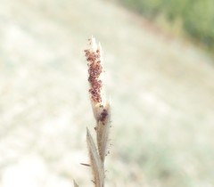 Dermacentor albipictus