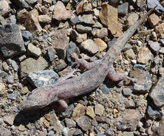 Gehyra dubia