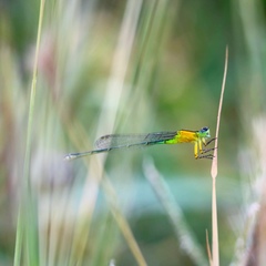 Ischnura pruinescens