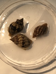 Paciocinebrina circumtexta