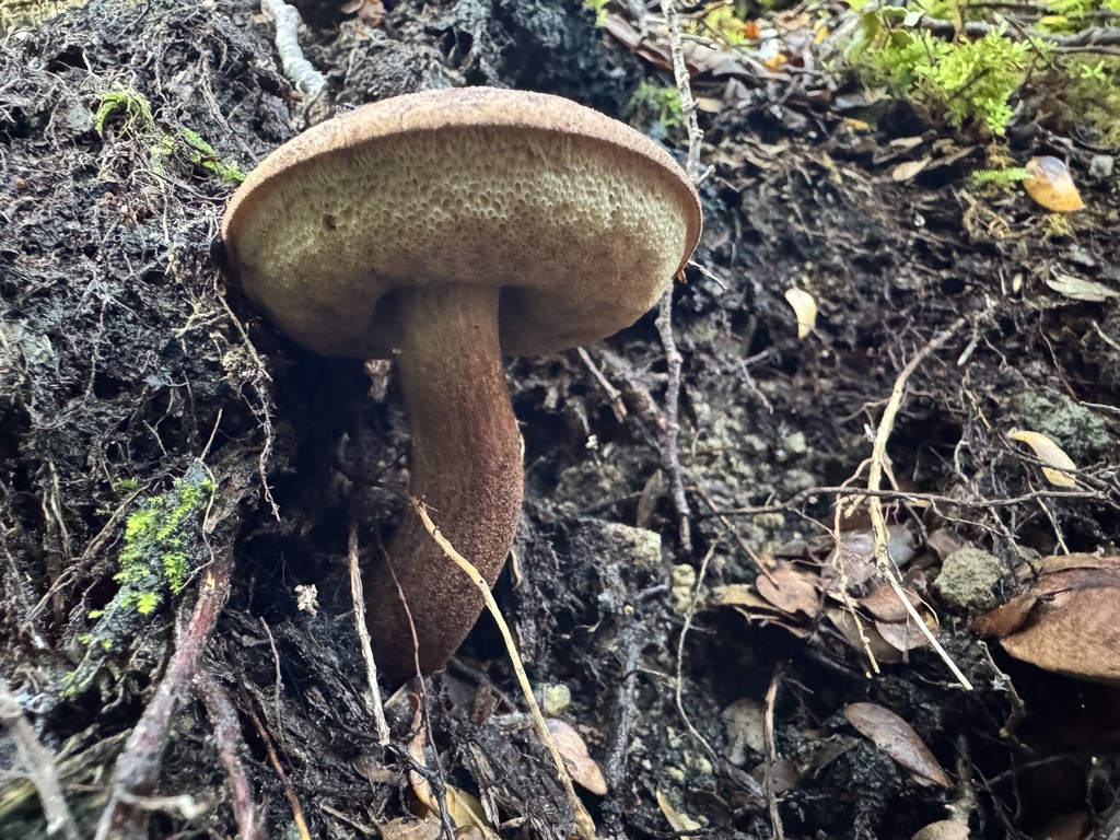 Tylopilus brunneus · May 2025 · photo: © iandickie (iNaturalist, cc-by)