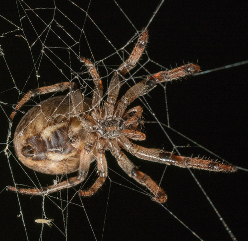 Furrow Orbweaver photo 4