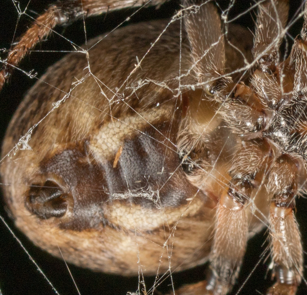 Furrow Spiders