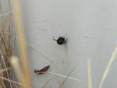 Latrodectus mirabilis