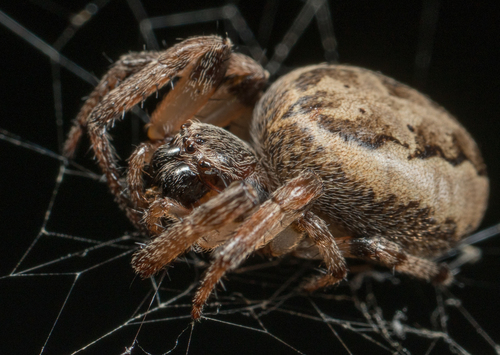 Furrow Orbweaver photo 3