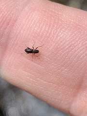 Stenelmis lariversi