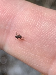 Stenelmis lariversi