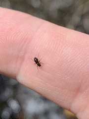 Stenelmis lariversi