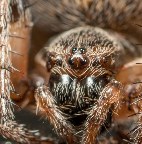 Larinioides cornutus