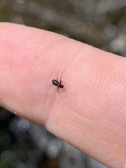 Stenelmis lariversi