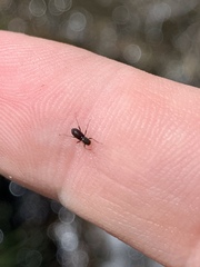 Stenelmis lariversi