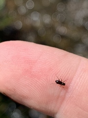 Stenelmis lariversi