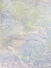 Salmo trutta