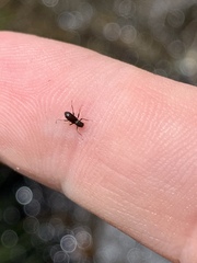 Stenelmis lariversi