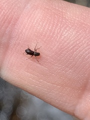 Stenelmis lariversi