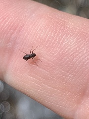 Stenelmis lariversi