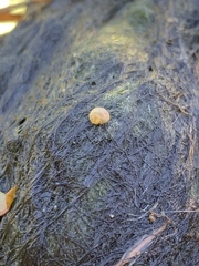 Pyrgulopsis merriami