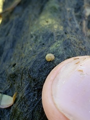 Pyrgulopsis merriami