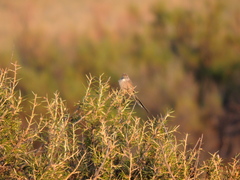 Leptasthenura aegithaloides