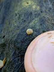 Pyrgulopsis merriami