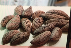 Elaeocarpus decipiens