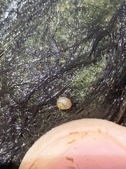 Pyrgulopsis merriami