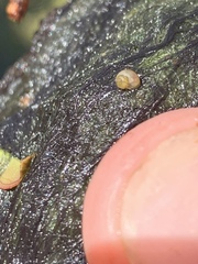 Pyrgulopsis merriami