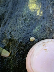 Pyrgulopsis merriami