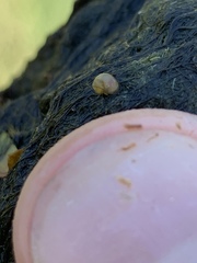 Pyrgulopsis merriami