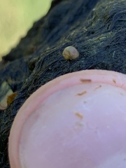 Pyrgulopsis merriami