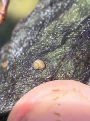 Pyrgulopsis merriami