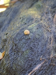 Pyrgulopsis merriami