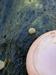 Pyrgulopsis merriami