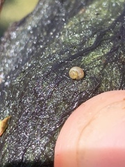Pyrgulopsis merriami