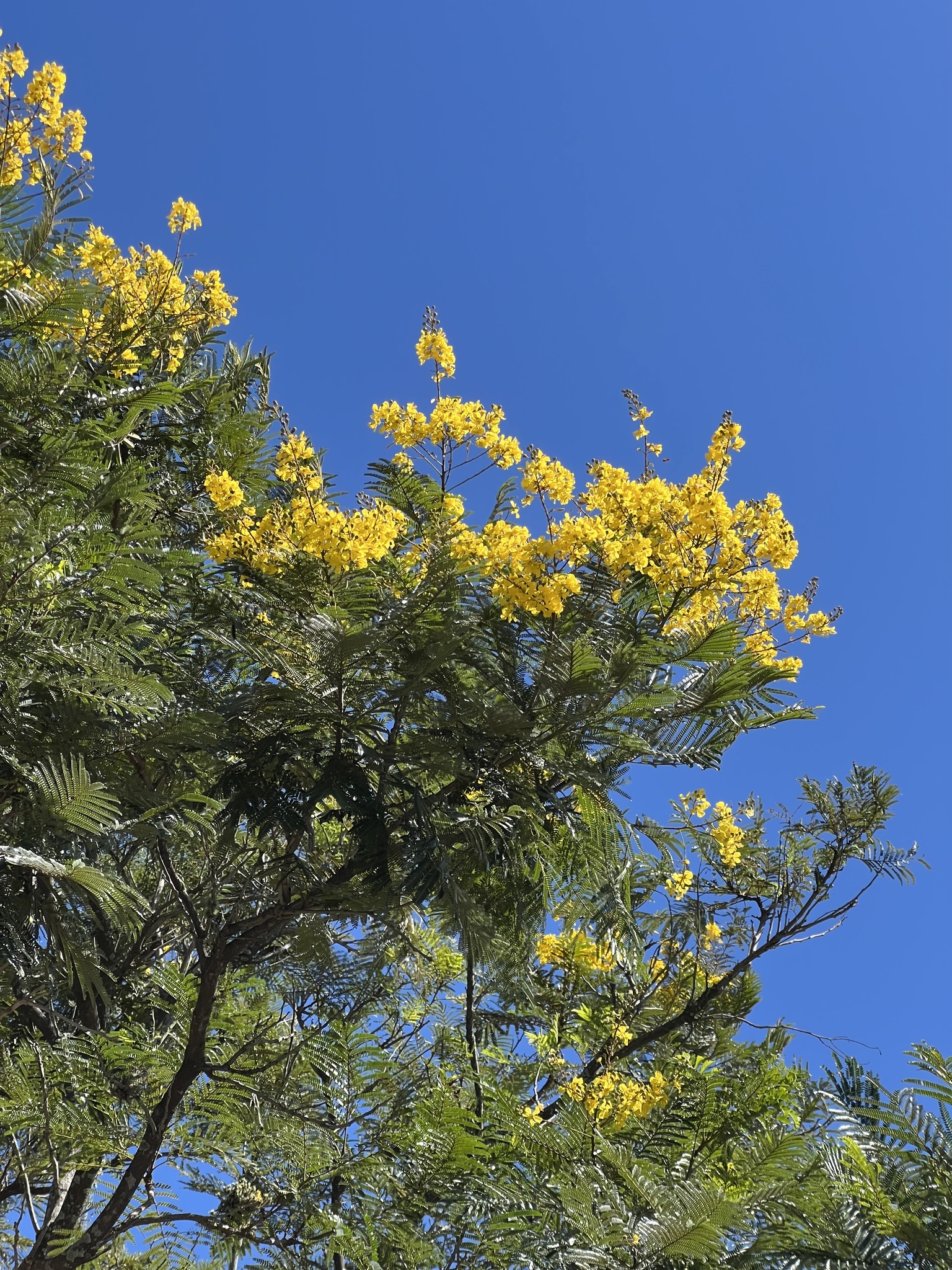 Peltophorum dubium