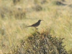 Upucerthia dumetaria