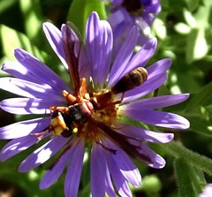 Physocephala marginata