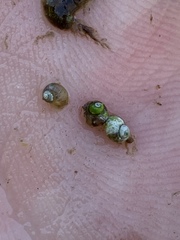 Pyrgulopsis merriami