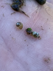 Pyrgulopsis merriami