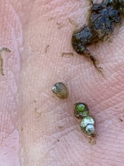 Pyrgulopsis merriami