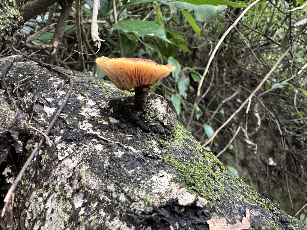 Flammulina velutipes · May 2025 · photo: © marmalade101 (iNaturalist, cc0)
